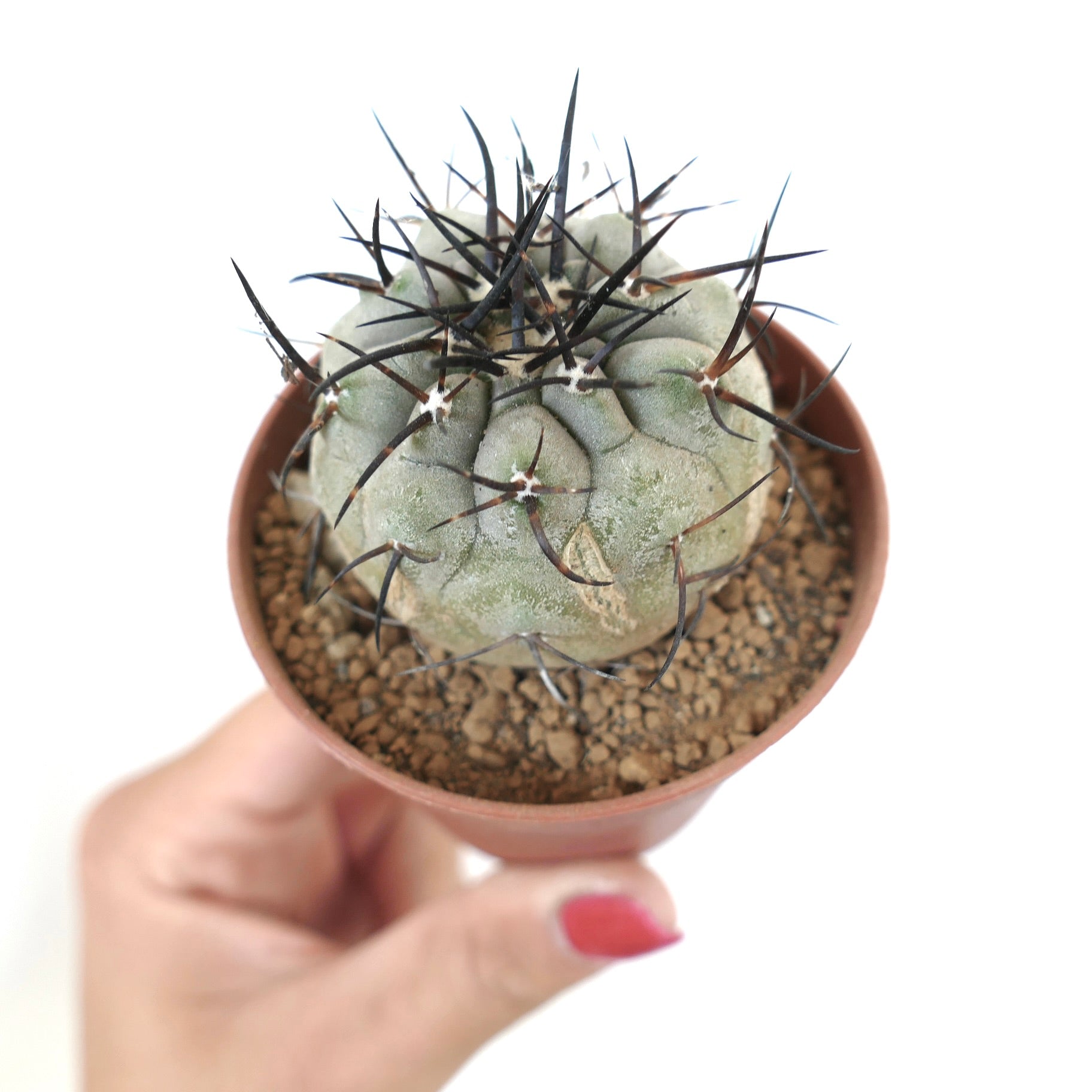 Copiapoa cinerea small round succulent cactus with thick black spines in terracotta pot