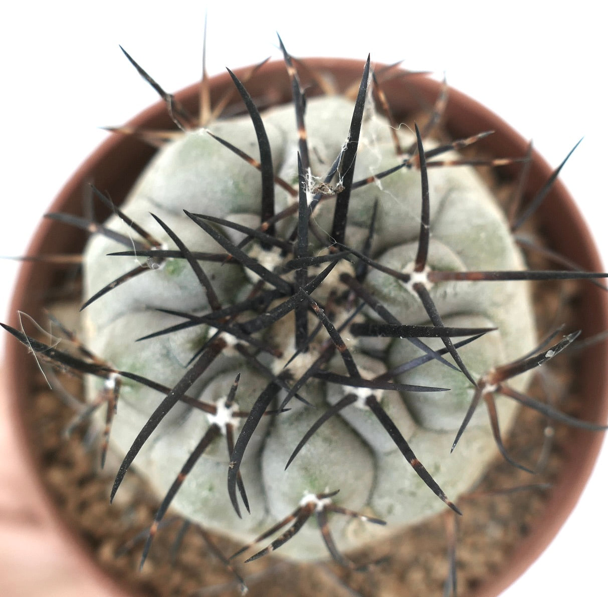 Copiapoa cinerea succulent cactus with thick gray body and long sharp black spines in pot