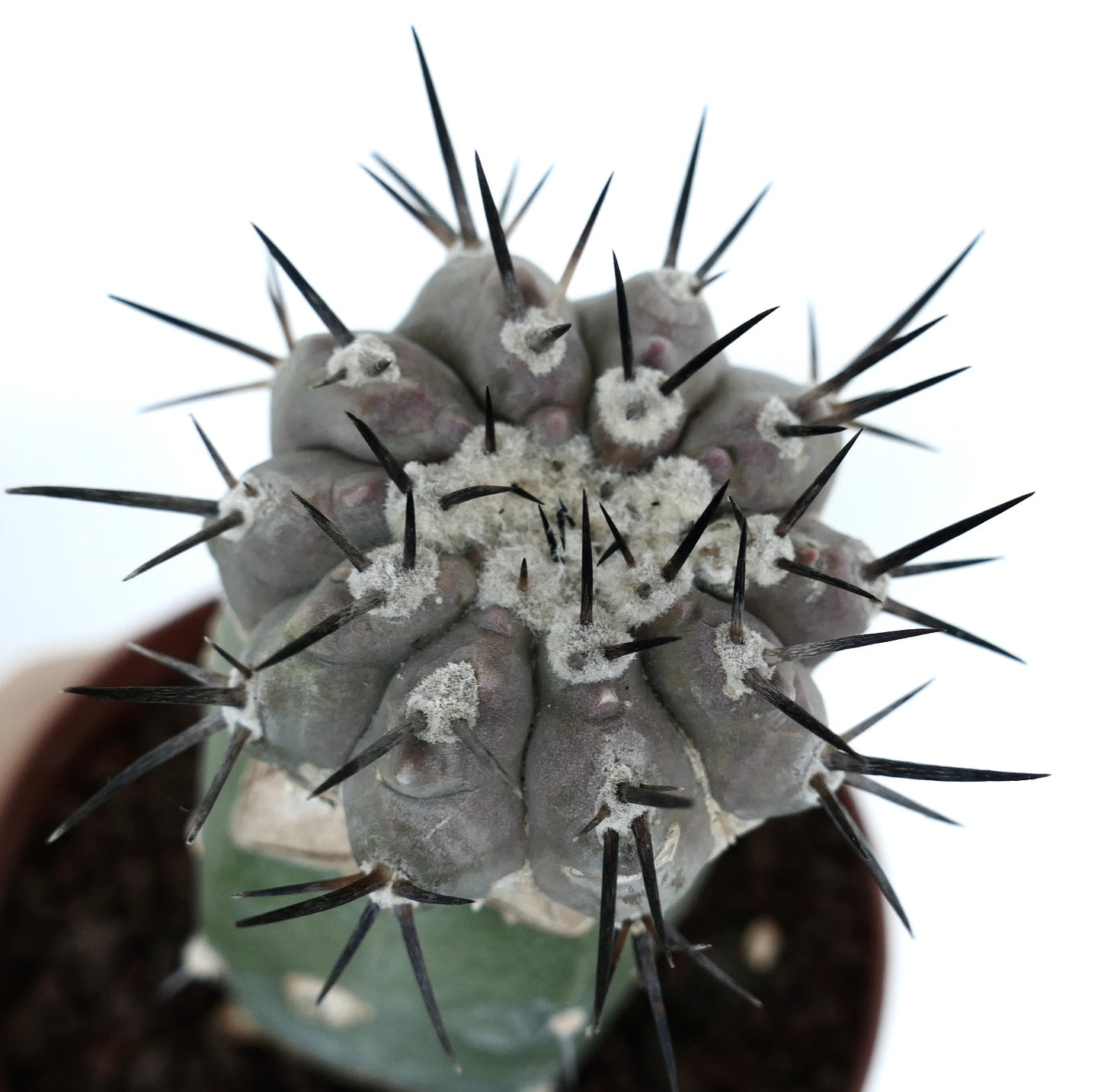 Copiapoa cinerea (TALTAL form)