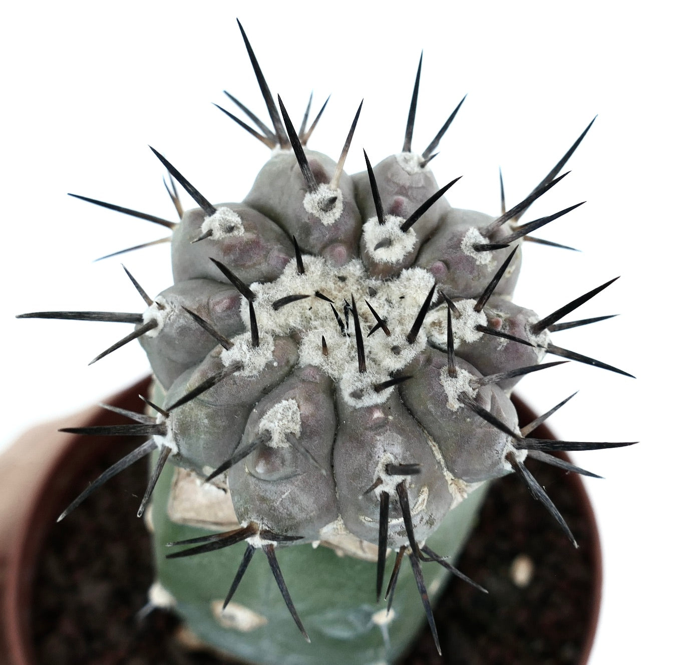 Copiapoa cinerea (TALTAL form)