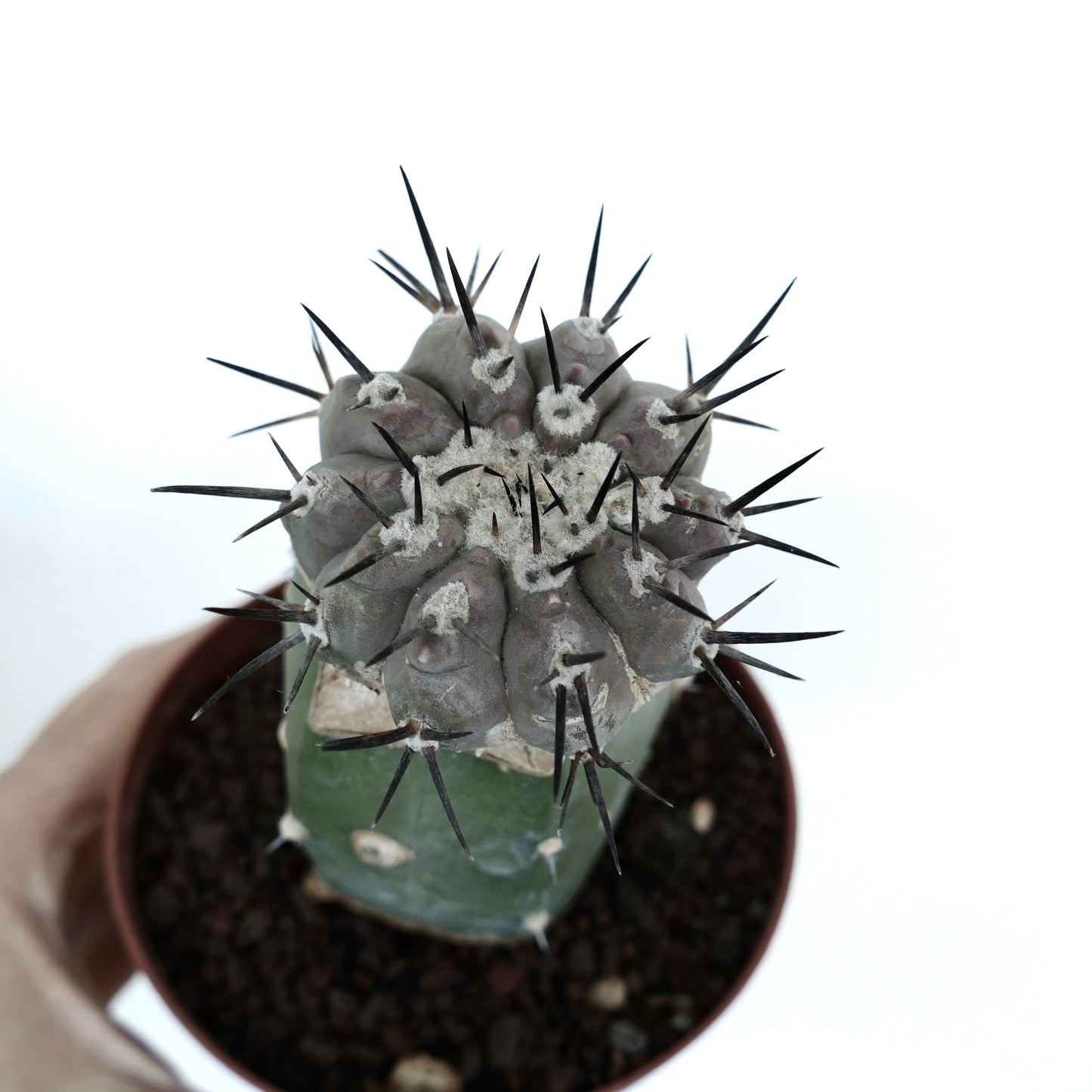 Copiapoa cinerea (TALTAL form)