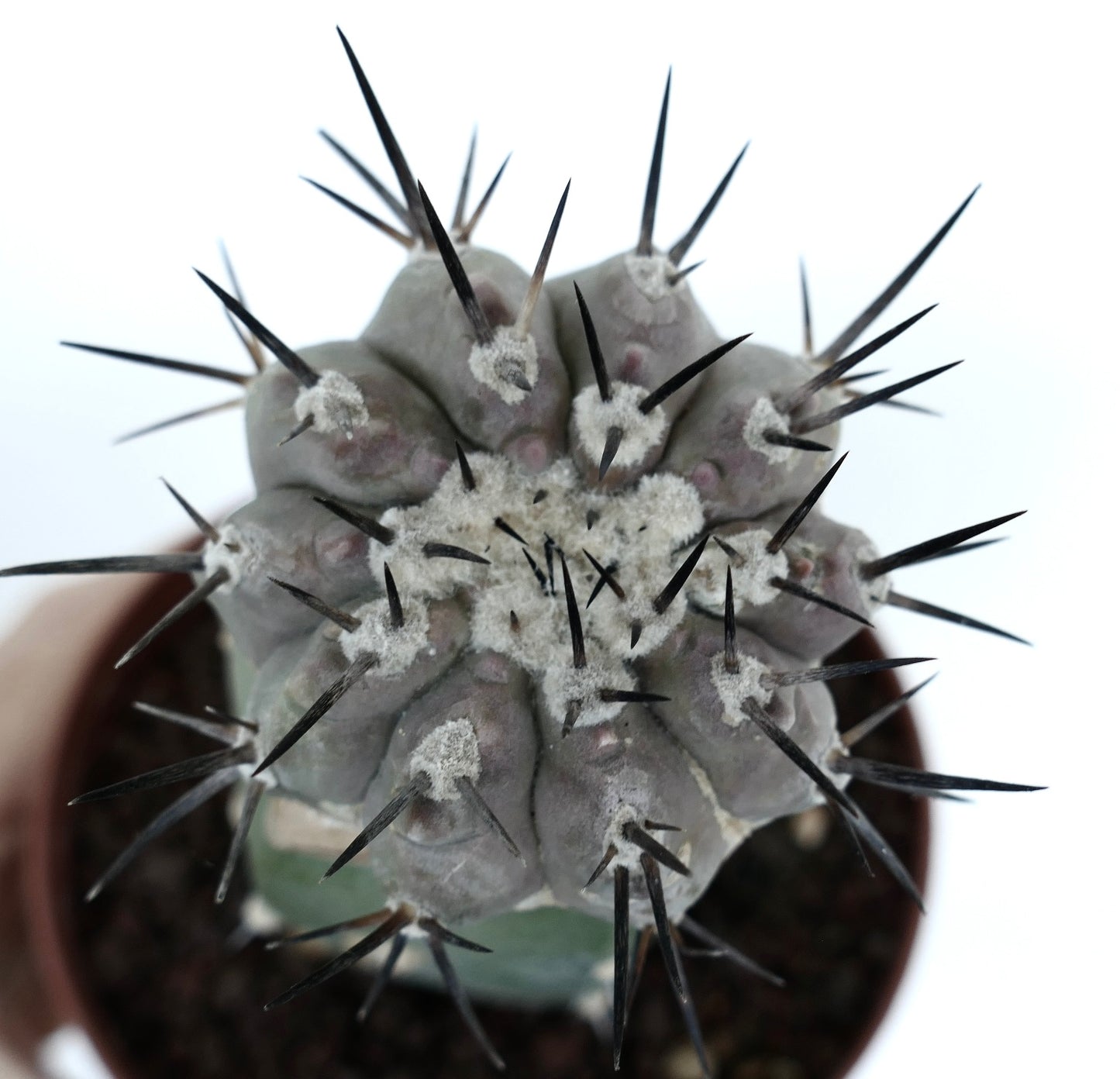 Copiapoa cinerea (TALTAL form)