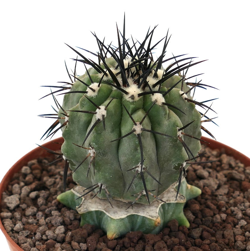 Copiapoa cinerea succulent cactus with thick green ribs and long black spines grafted base