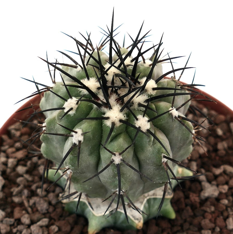 Copiapoa cinerea succulent cactus with thick ribs and long black spines in pot