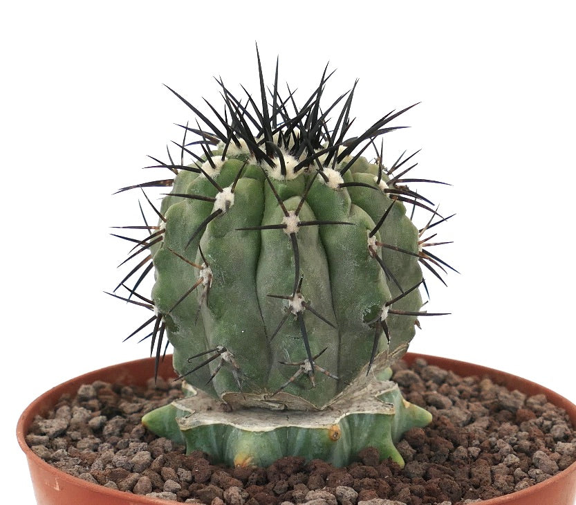 Copiapoa cinerea rare succulent cactus with thick ribs and long black spines in pot