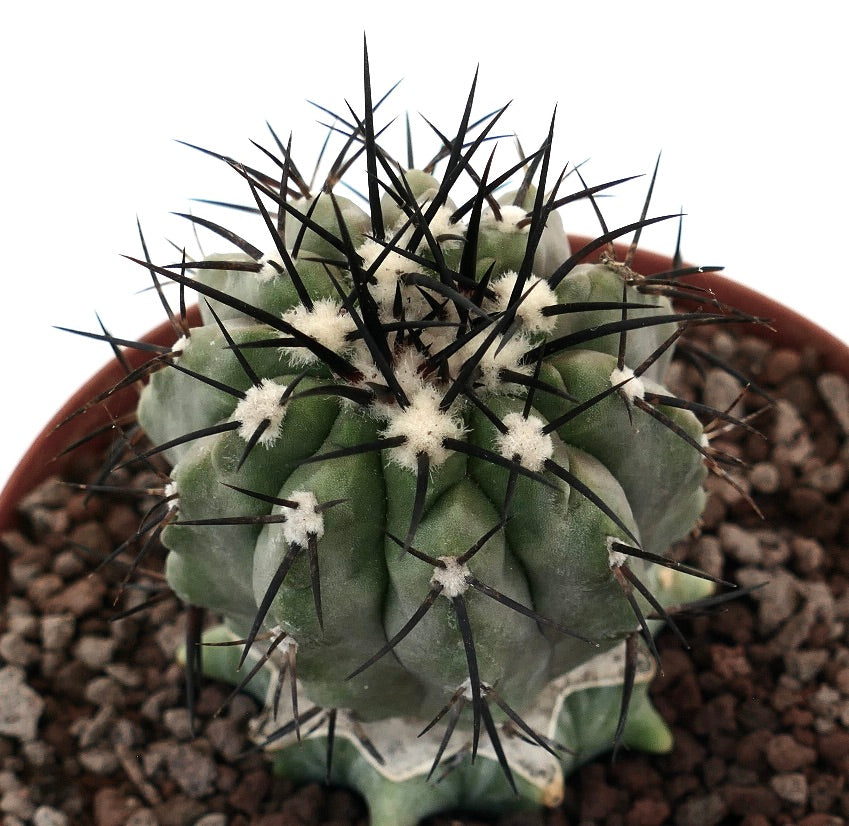 Copiapoa cinerea succulent cactus with thick green body and long black spines