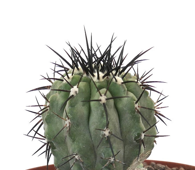 Copiapoa cinerea succulent cactus with thick ribs and long dark spines close-up