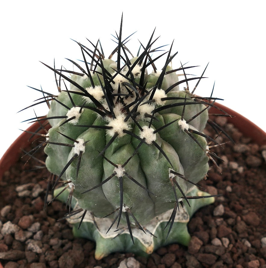 Copiapoa cinerea succulent cactus with thick ribs and long black spines in pot