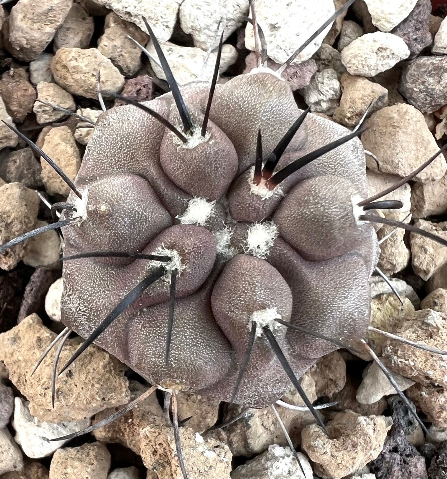 Copiapoa cinerea