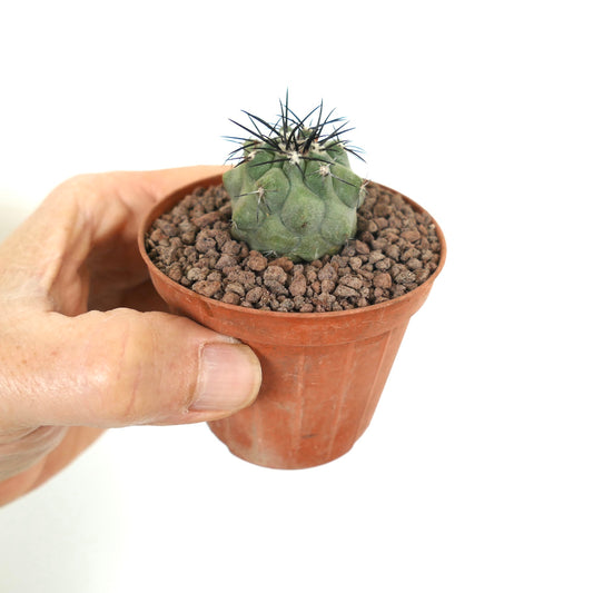 Copiapoa cinerea small succulent cactus with thick spines in terracotta pot held by hand