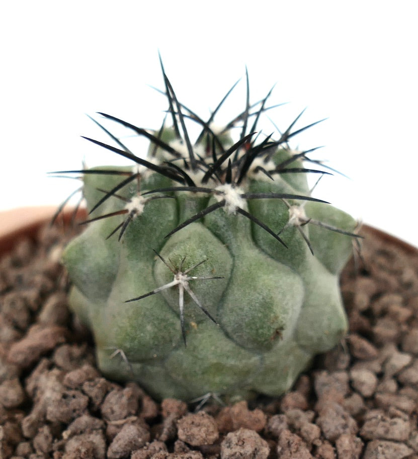 Copiapoa cinerea succulent cactus with thick green body and long black spines in soil