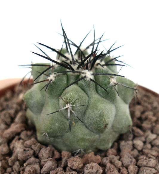 Copiapoa cinerea succulent cactus with thick green body and long black spines in soil