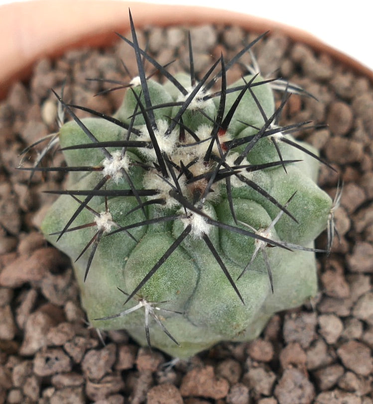 Copiapoa cinerea succulent cactus with thick green body and long black spines in pot