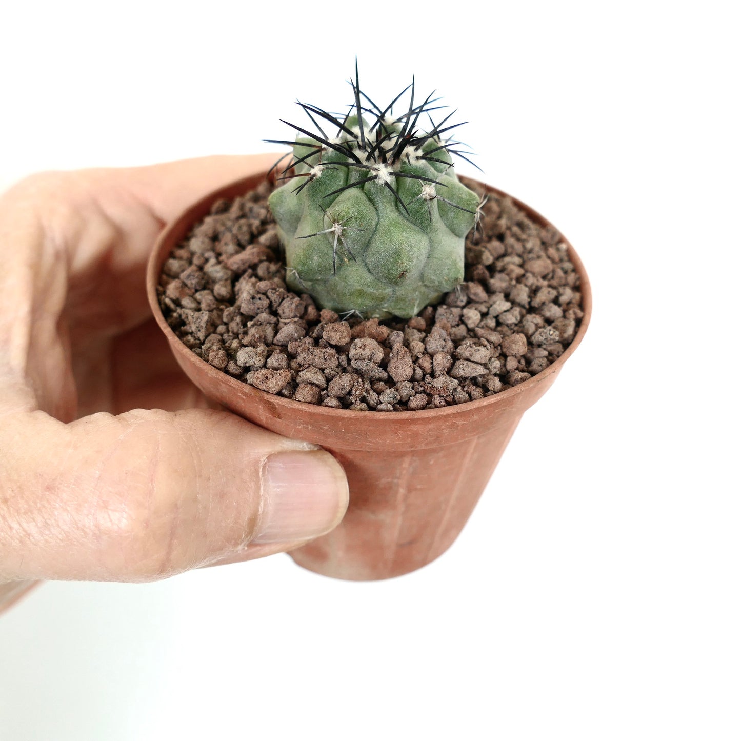 Copiapoa cinerea small succulent cactus with thick green body and sharp black spines in pot