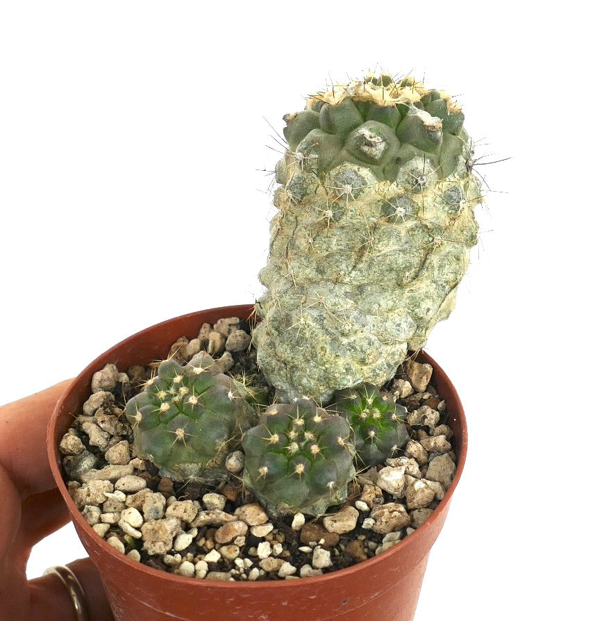 Copiapoa cinerea albispina X Copiapoa humilis