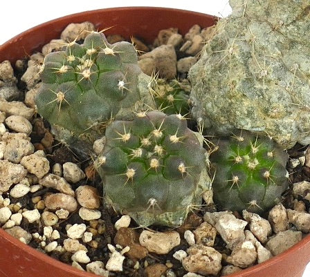 Copiapoa cinerea albispina X Copiapoa humilis