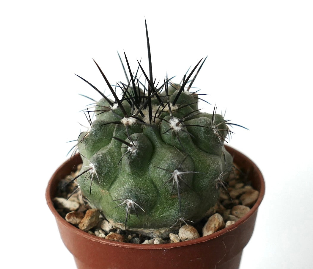 Copiapoa cinerea Sukkulente Kaktee mit dickem grünem Körper und langen schwarzen Dornen in einem Topf