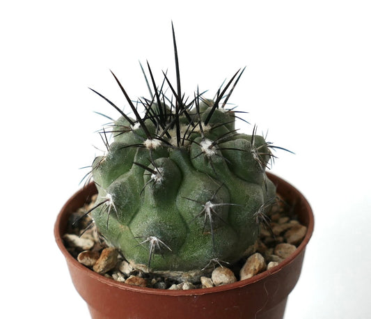 Copiapoa cinerea succulent cactus with thick green body and long black spines in pot