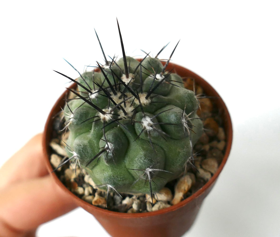 Copiapoa cinerea carrizalensis Sukkulente Kaktus mit dickem grünem Körper und langen schwarzen Stacheln im Topf