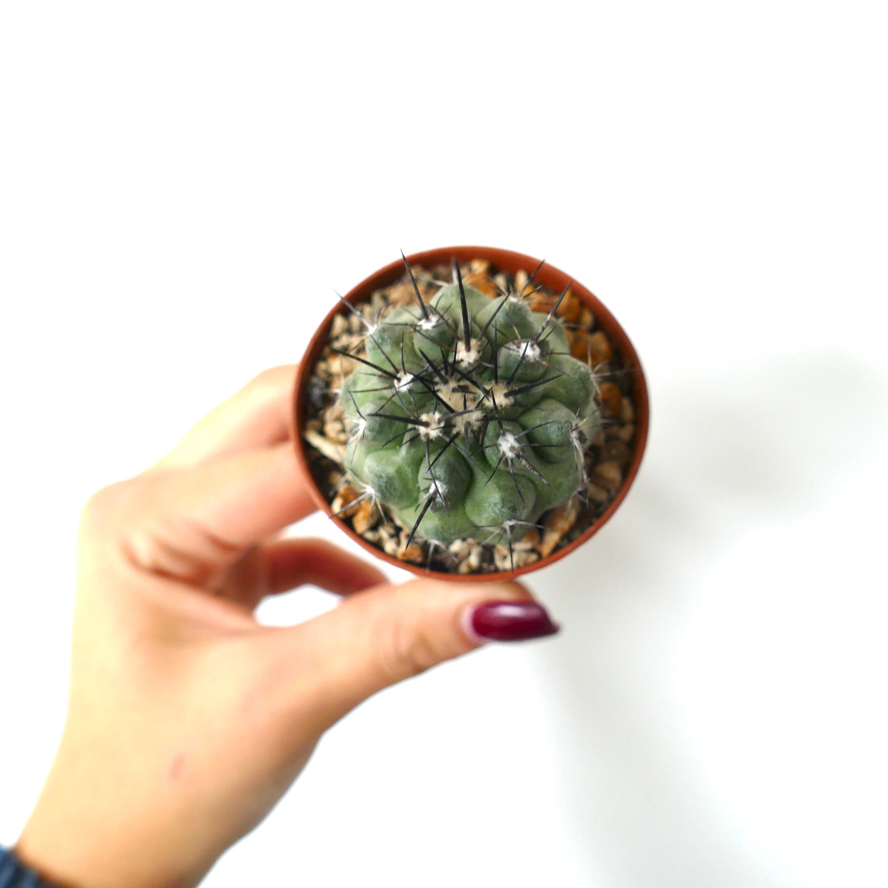 Copiapoa cinerea Sukkulente Kakteen mit dicken grünen Rippen und langen schwarzen Dornen in kleinem Topf