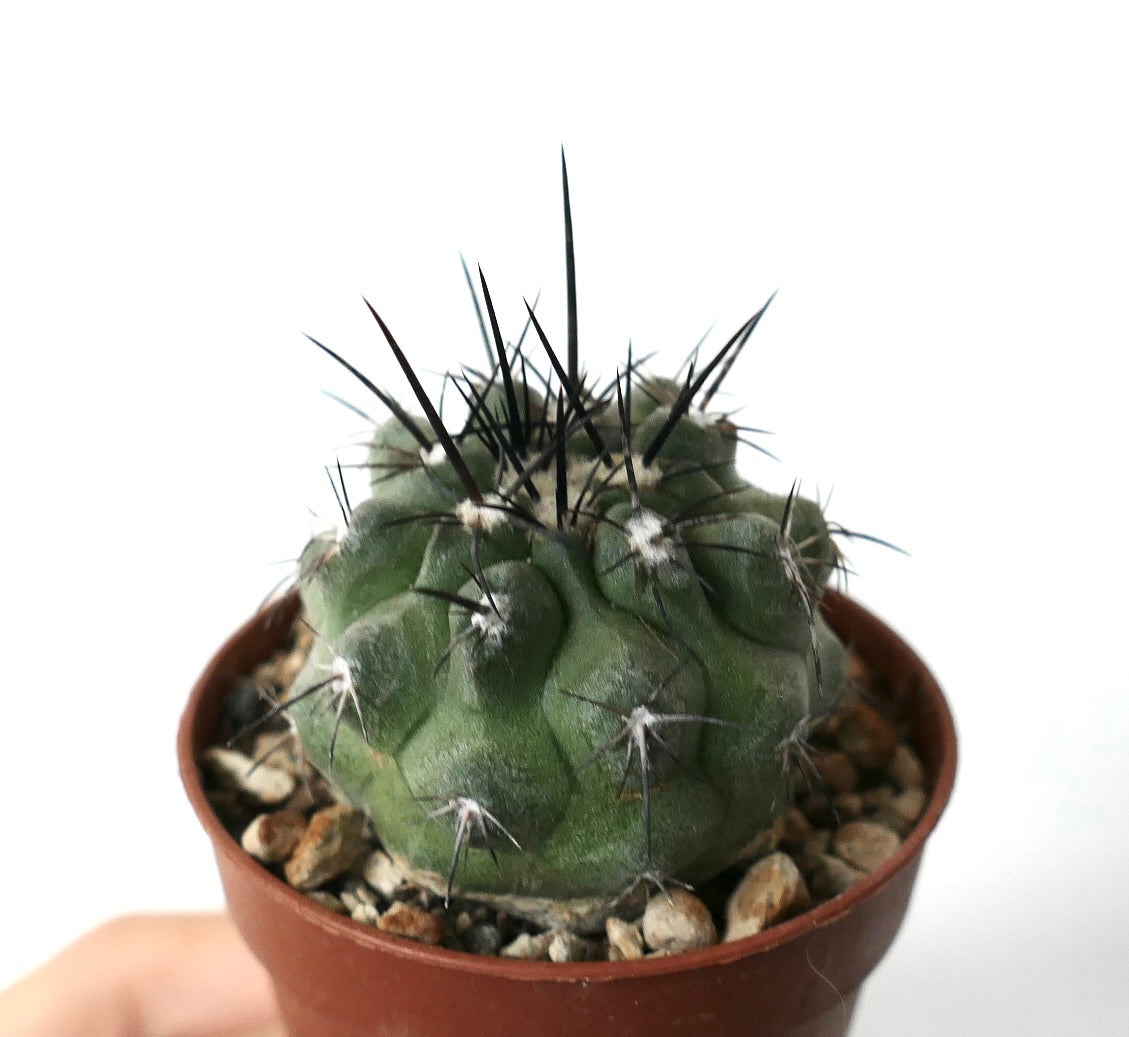Copiapoa cinerea carrizalensis Sukkulente Kaktuspflanze mit langen dunklen Stacheln und rundem grünem Körper im Topf