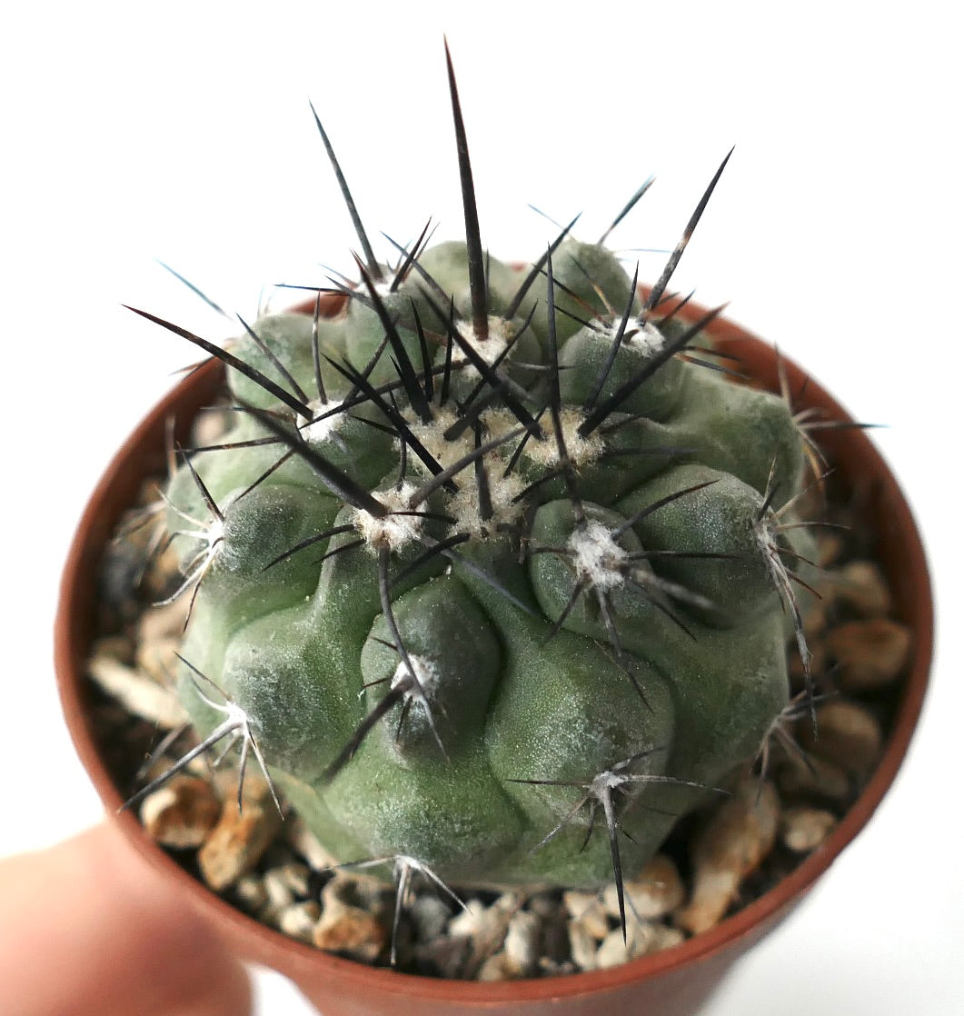 Copiapoa cinerea sukkulenter Kaktus mit dickem grünem Körper und langen schwarzen Stacheln im Topf