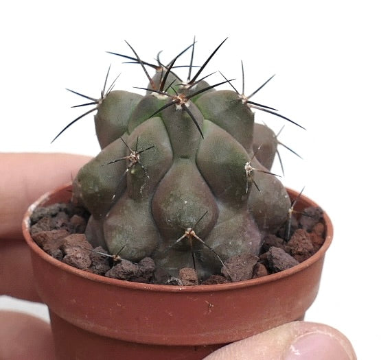 Copiapoa cinerea cv KIKKO x griseoviolacea AV7