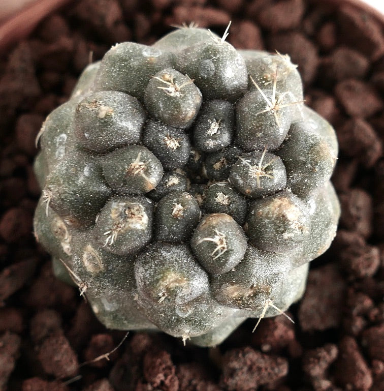 Copiapoa cinerea sjelden sukkulent kaktus med klynger av grå knoller og spredte torner