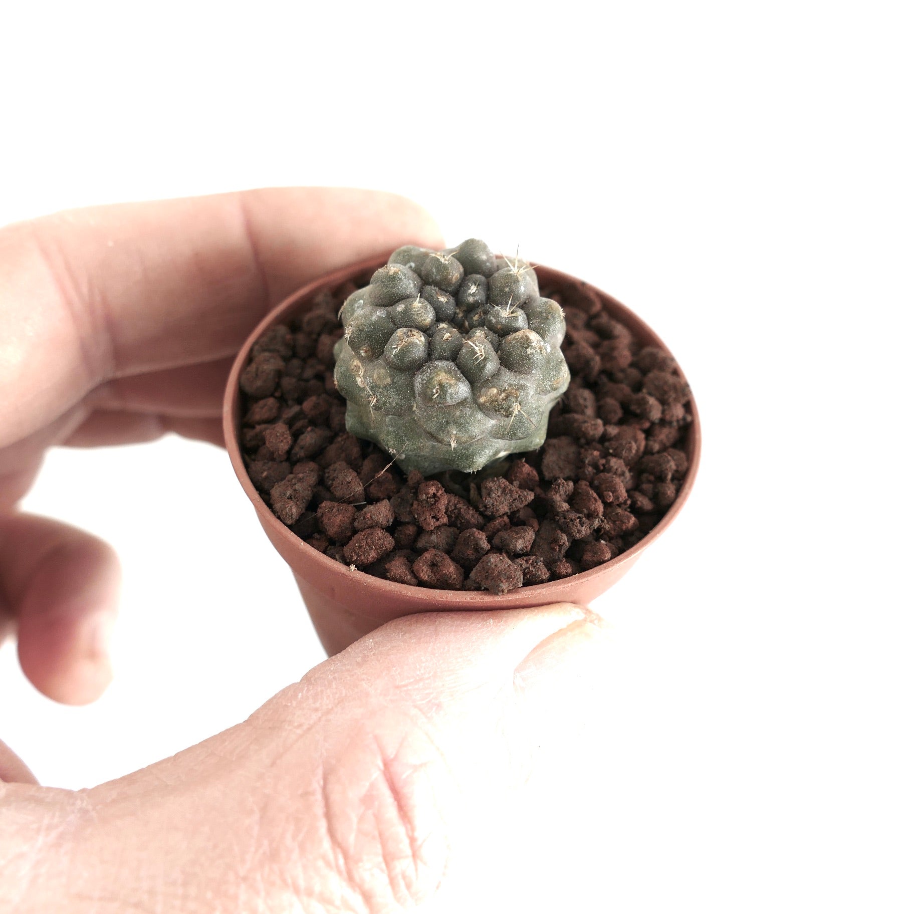 Copiapoa cinerea sjelden sukkulent kaktus med avrundede knuter og små torner i potte