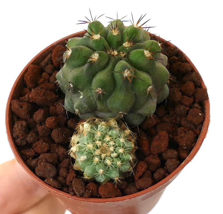 Copiapoa cinerea form brevispina + Copiapoa serpentisulcata