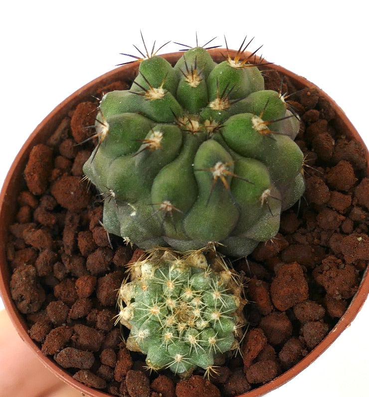 Copiapoa cinerea form brevispina + Copiapoa serpentisulcata
