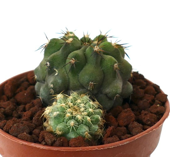 Copiapoa cinerea form brevispina + Copiapoa serpentisulcata