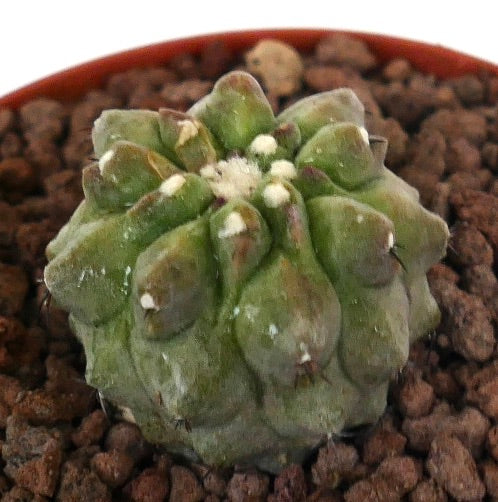Copiapoa cinerea nuda rare succulent cactus with rounded tubercles and small white areoles