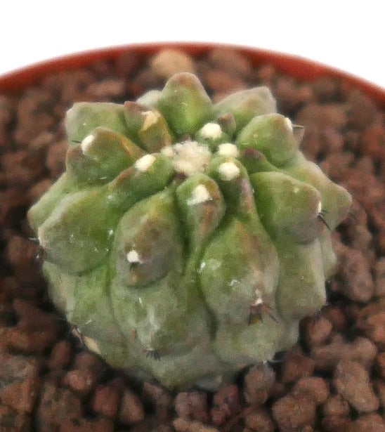 Copiapoa cinerea succulent cactus with rounded tubercles and small spines in potting soil