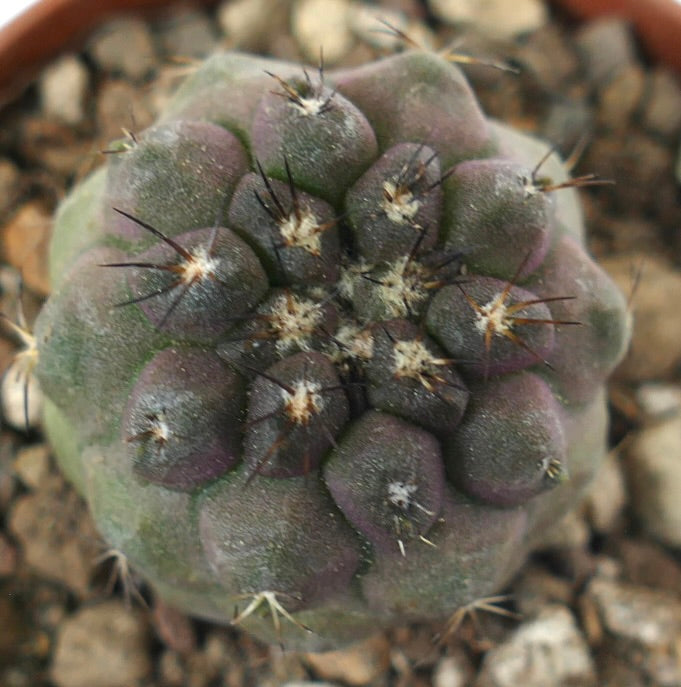 新品　COPIAPOA CINEREA  FlowerSeason 新品 COPIAPOA CINEREA FlowerSeason Copiapoa cinerea #83.69