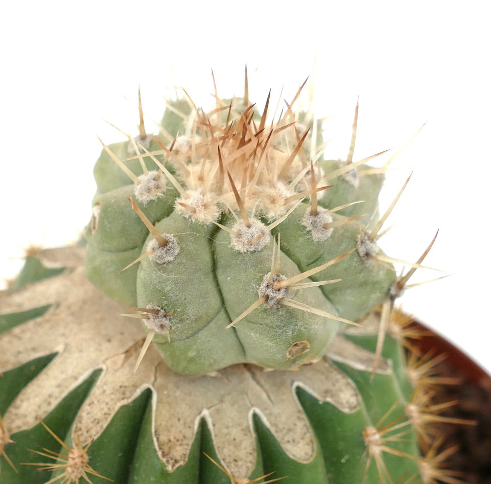 Copiapoa cinerea var. albispina