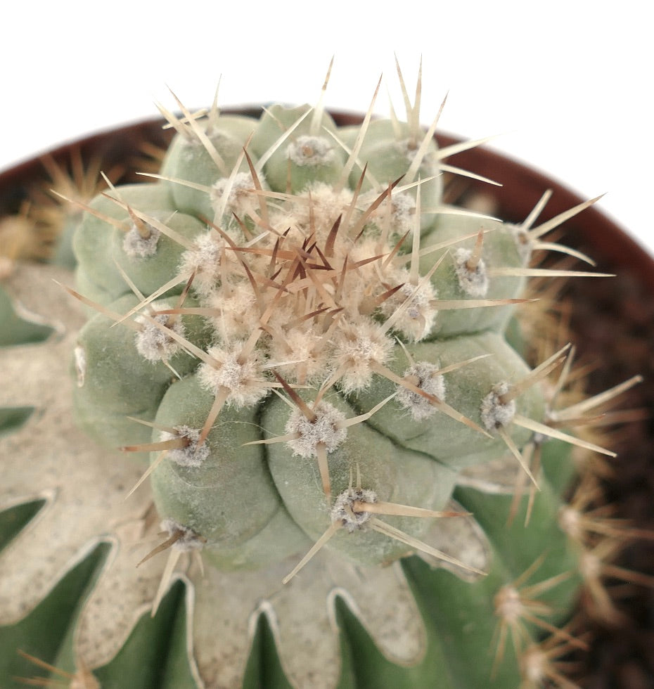 Copiapoa cinerea var. albispina