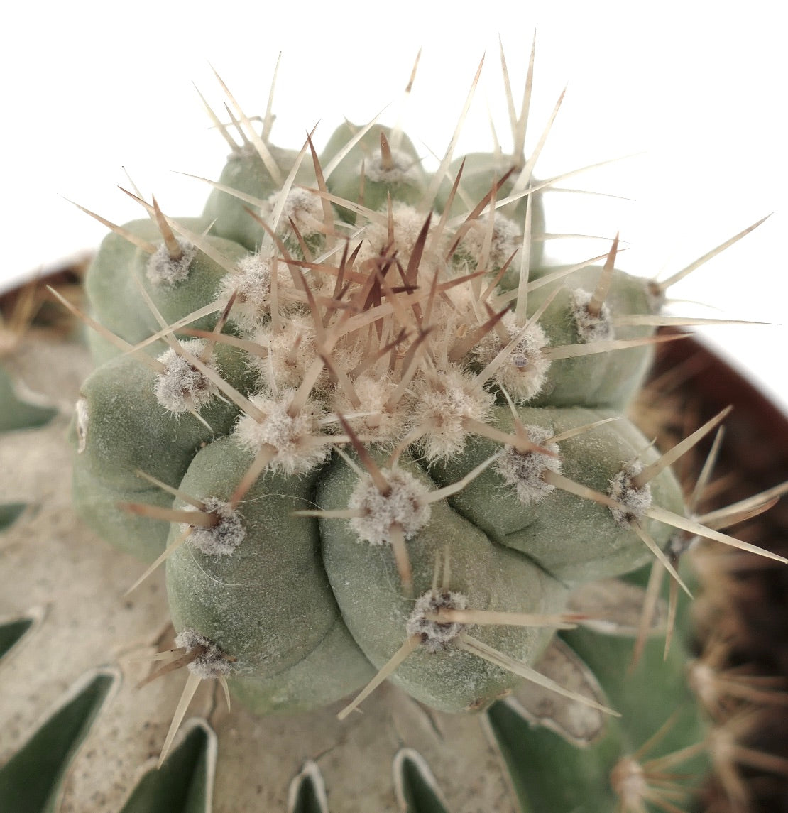 Copiapoa cinerea var. albispina