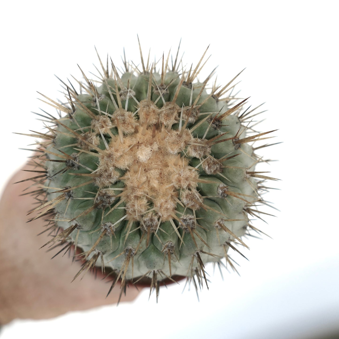 Copiapoa cinerea var. albispina