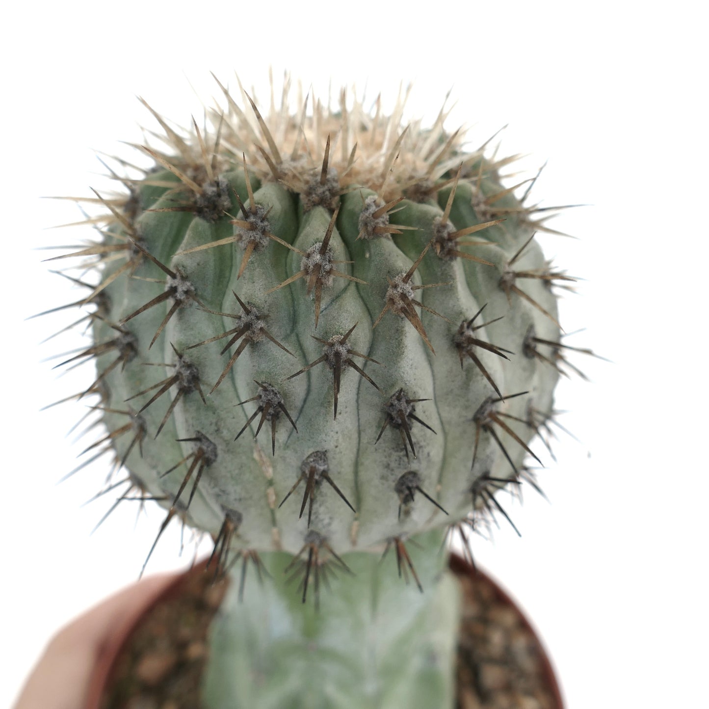 Copiapoa cinerea var. albispina