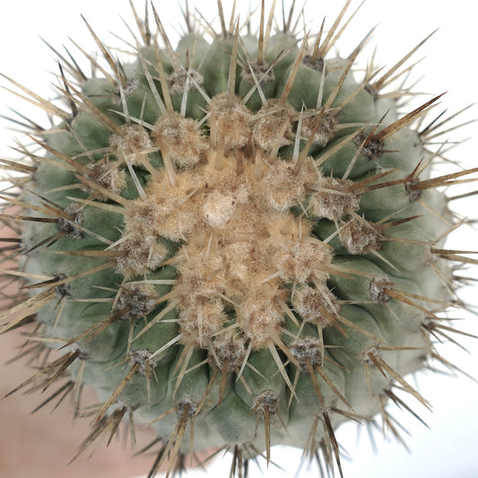 Copiapoa cinerea var. albispina