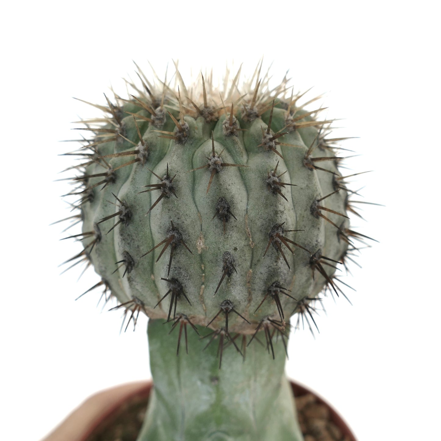 Copiapoa cinerea var. albispina