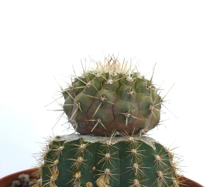 Copiapoa cinerea | Rare Exotic Plant for Sale