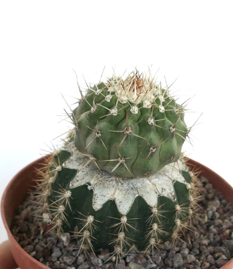 新品　COPIAPOA CINEREA  FlowerSeason Copiapoa cinerea | Rare Exotic Plant for Sale