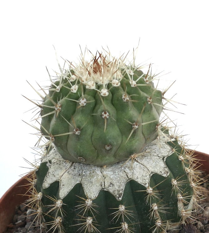 コピアポア・シネレア var. アルビスピナ 希少な接ぎ木サボテン。密集した白い棘と肋状の緑色の胴体が特徴です。