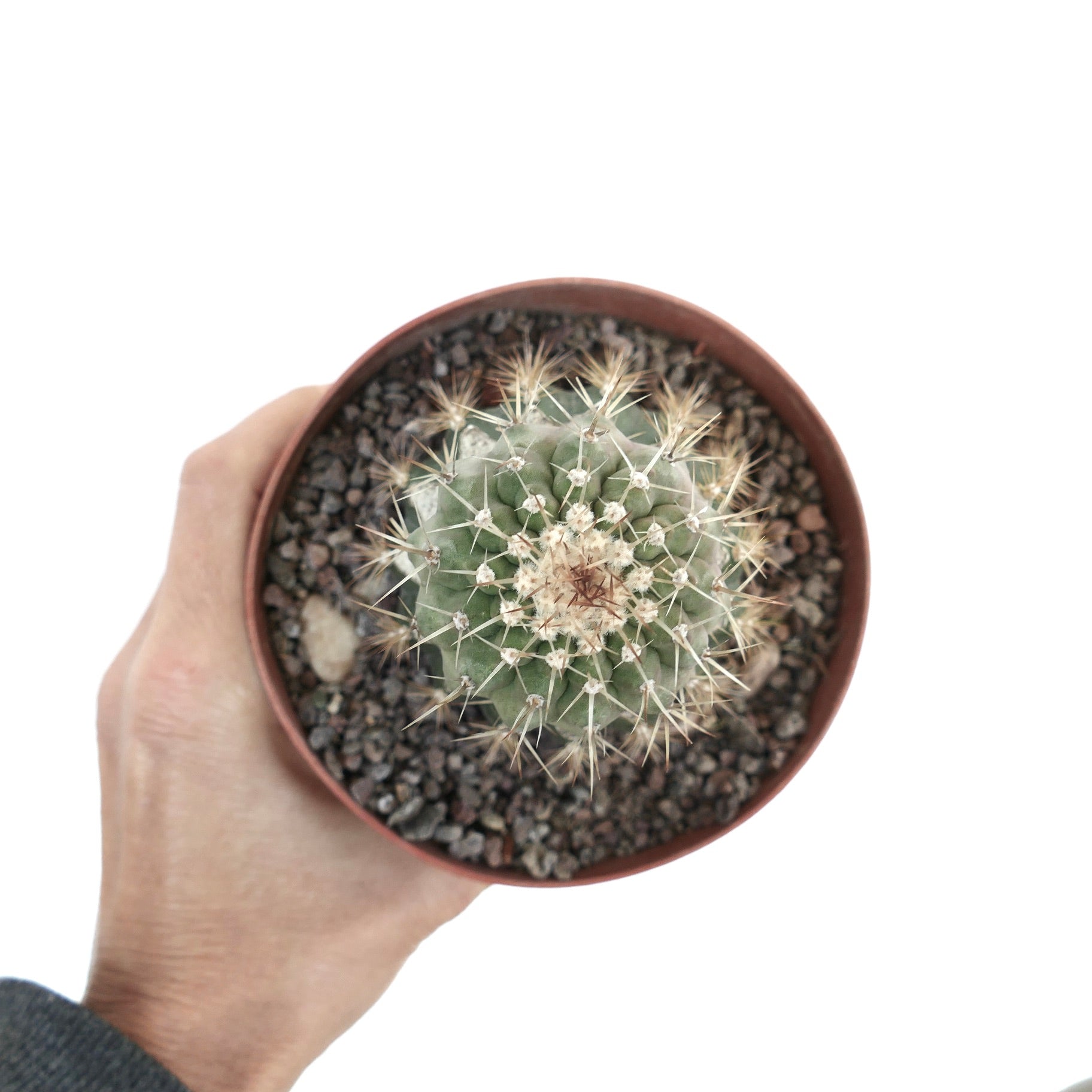 Copiapoa cinerea | Rare Exotic Plant for Sale