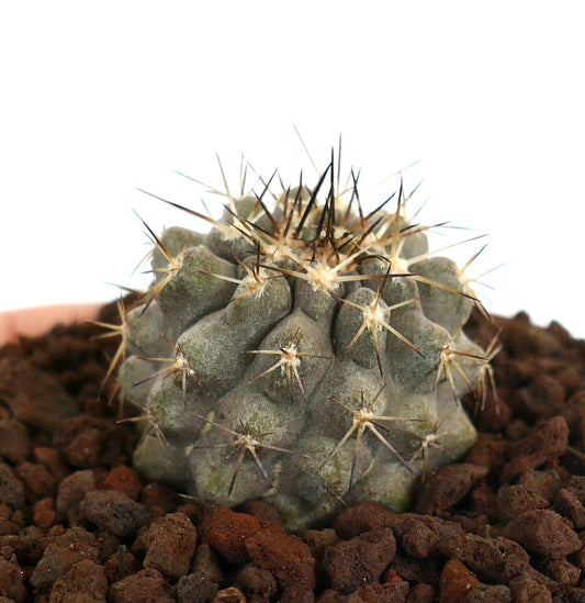 Kleine graue sukkulente Kaktee Copiapoa cinerea var. albispina X columna-alba mit scharfen Stacheln