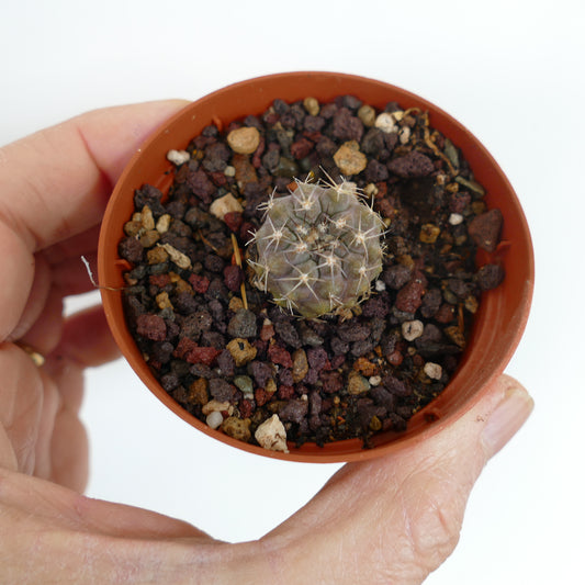 Copiapoa cinerea var. albispina small succulent cactus with white spines in terracotta pot