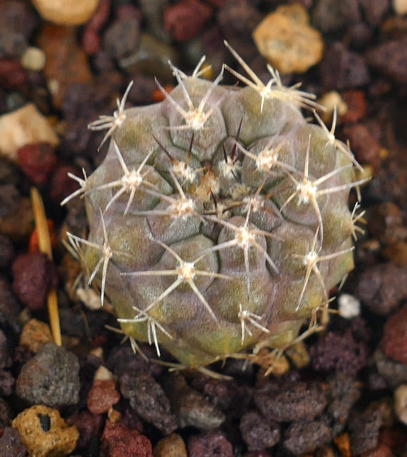 Piccolo cactus succulento Copiapoa cinerea var. albispina con spine bianche e forma arrotondata