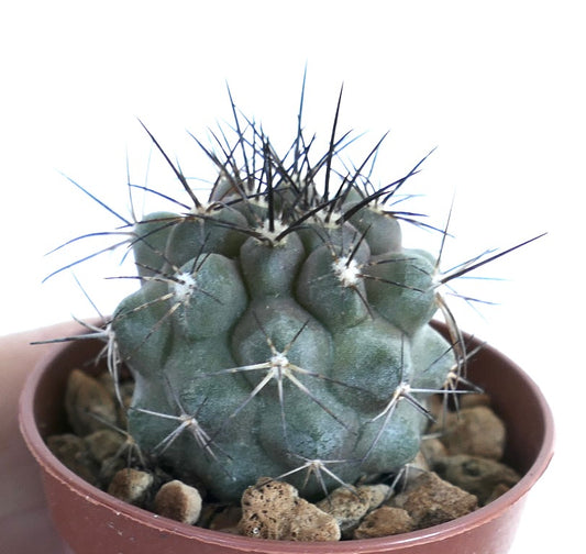 Close-up of Copiapoa cinerea var. dealbata in a pot, showing its globular grey-green body with distinct ribs and long dark spines emerging from white areoles.